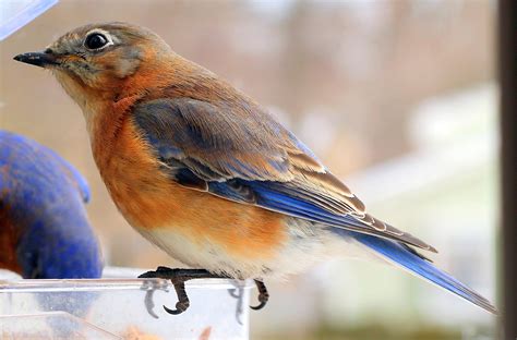 Female Eastern Bluebird Birds And Blooms
