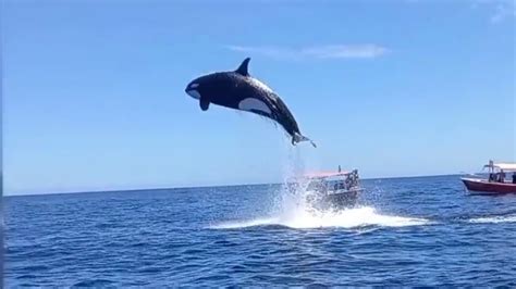 Viral Video Shows Orcas Stunning Leap During Dramatic Dolphin Hunt