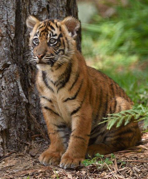 So Cute 😊 Cute Tiger Cubs Sumatran Tiger Beautiful Cats