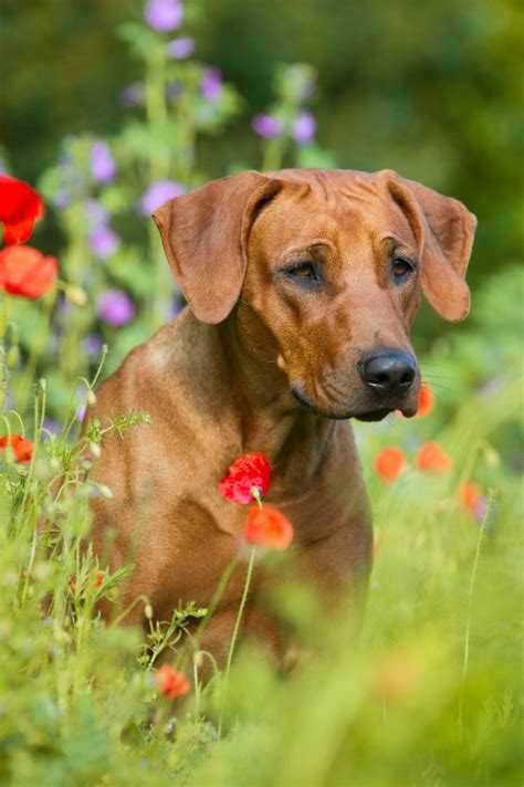 Rhodesian Ridgeback Mix Photos Thriftyfun