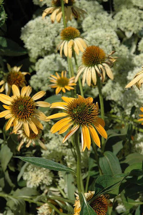 The latin name of the echinacea seeds,3000 echinacea organic seeds, echinacea purpurea,medicinal plants,sw02. Big Sky Harvest Moon Coneflower (Echinacea 'Big Sky ...