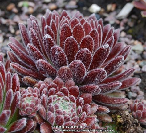 Photo Of The Leaves Of Hen And Chicks Sempervivum Pacific Plum Fuzzy