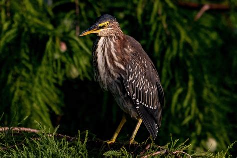 Caught This Green Heron In Some Good Lighting Rbirding