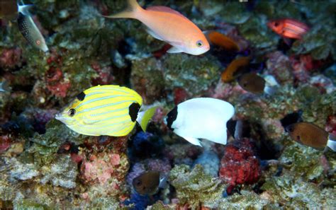 Fish Species Unique To Hawaii Dominate Deep Coral Reefs Of The