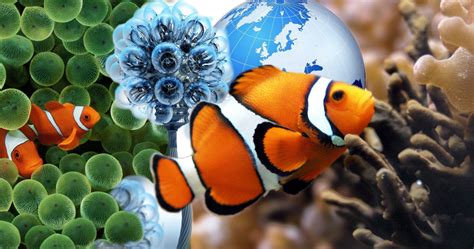 You could just as easily ask what's the purpose of humans. Outside the Cubed: Symbiotic Synergy - What is it?
