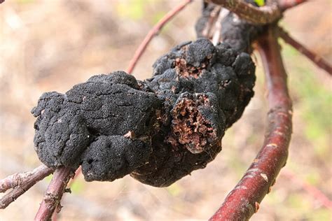 Black Knot Fungus Treatment And Prevention Jung Seeds Gardening Blog