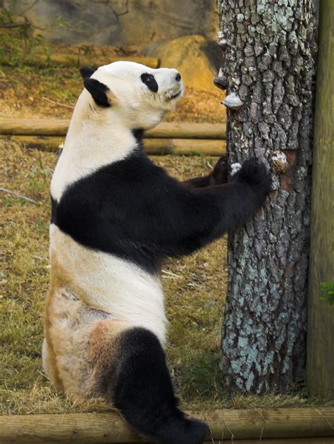 Zoo Atlanta Panda 3 Timothyj Flickr