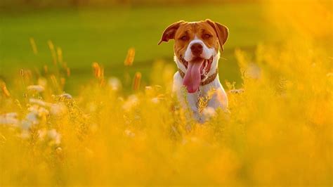 2560x1440 Dog In Fields 1440p Resolution Hd 4k Wallpapers Images