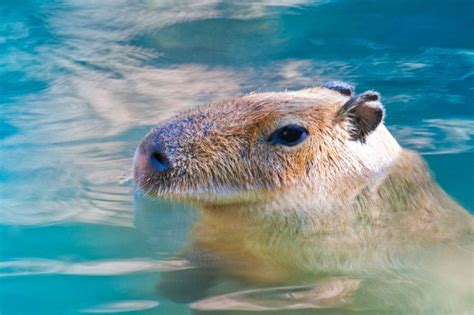 The Worlds Largest Rodent Capybara Loves To Swim Capybara