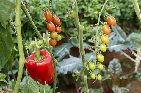 Pepper Companion Planting: Learn About Plants That Like To Grow With ...