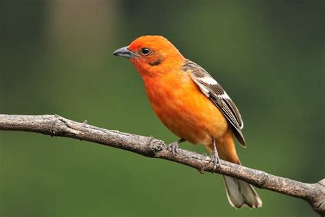 14 Birds With Orange Heads With Photos Animal Hype