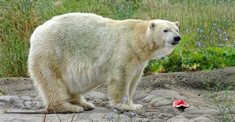 Beloved Polar Bear Dies At The Detroit Zoo Cbs Detroit