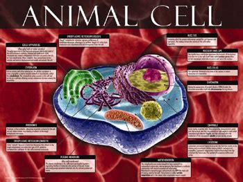 Quia - Animal Cell