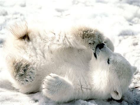 Polar Bear Baby Cub Cute Hd Desktop Wallpapers 4k Hd
