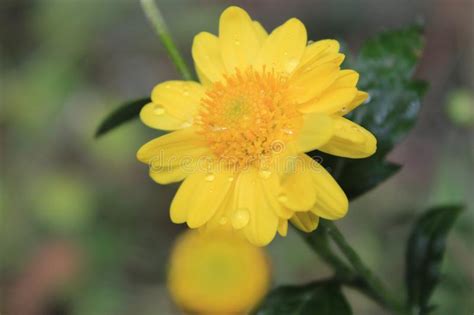 Closeup Of Beautiful Yellow Flowermacro Photographydew Drops Or Water