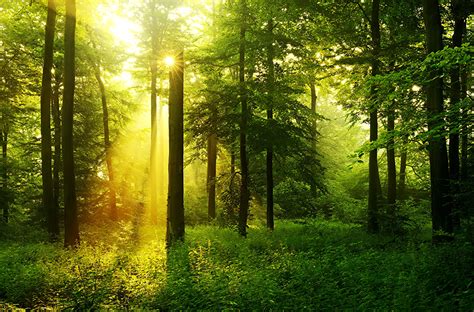 Wallpaper Rays Of Light Nature Forests Grass Trees