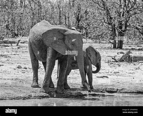 Elefantes Africanos En Un Abrevadero En La Sabana Del Sur De África