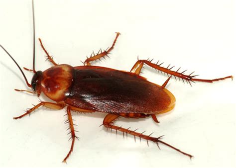 It's not uncommon to see palmetto bugs in florida, where the weather is usually hot and humid all summer. American Cockroach Pest Control - ATTACK PEST CONTROL SYDNEY