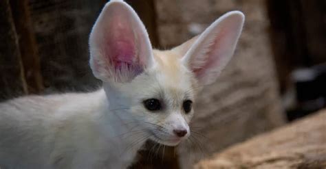 10 Incredible Fennec Fox Facts A Z Animals