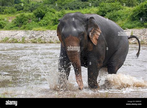 Asiatic Elephant Asian Elephant Elephas Maximus Bathing In River Thailand Elephant Nature