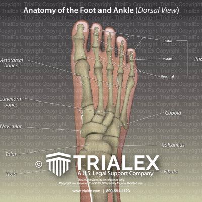Anatomy Of The Foot And Ankle Dorsal View Trialexhibits Inc Sexiz Pix