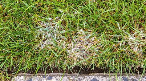 Understanding Sod Webworm Damage Factors Affecting Grass Growth My