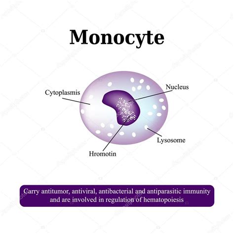 The Anatomical Structure Of Monocytes Blood Cells Vector Illustration