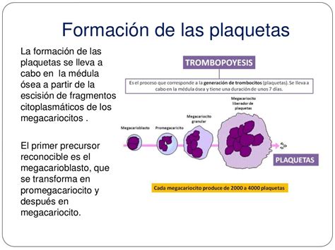 De acuerdo con el instituto nacional del cáncer, las plaquetas son células que se encuentran en la sangre y el bazo. Las plaquetas. Origen, formación y función