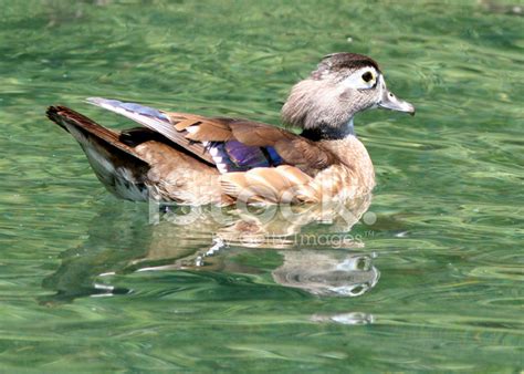 Female Wood Duck Stock Photo Royalty Free Freeimages