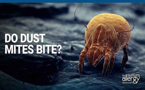Do Dust Mites Bite Not Only Do They Not Bite They Cant Bite