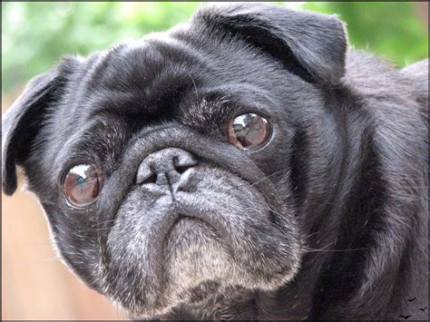 Old Black Puglooks Like My Penny Chien Carlin Carlins Chien