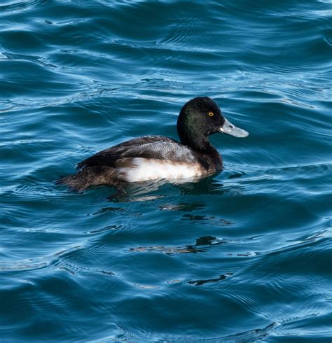 Identification Of 9 Diving Duck Species A Photographic Guide Miles Hearn
