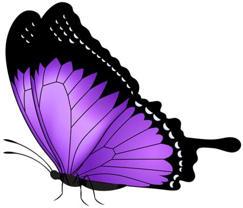 Transparent Purple Butterfly Png Picture Clipart Best Clipart Best