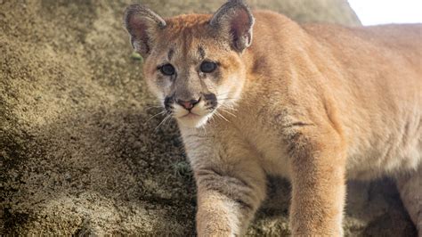 Cougar The Houston Zoo