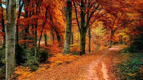 Path In Autumn Forest Autumn Path Colors Bonito Walk Foliage Forest Fall Hd Wallpaper