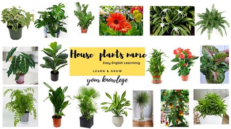 Interior Plants With Names