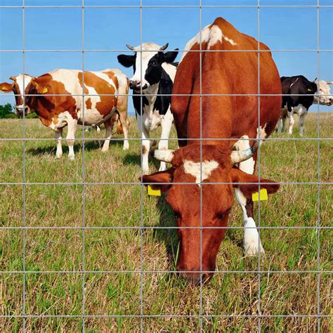 Cattle Panels Product