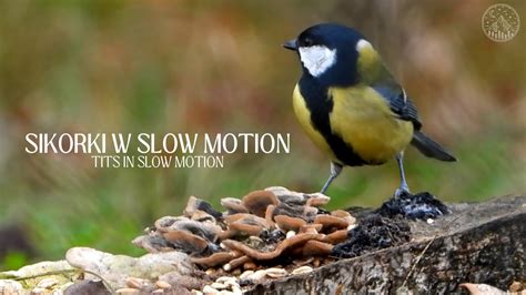 Sikorki W Slow Motion Tits In Slow Motion Youtube