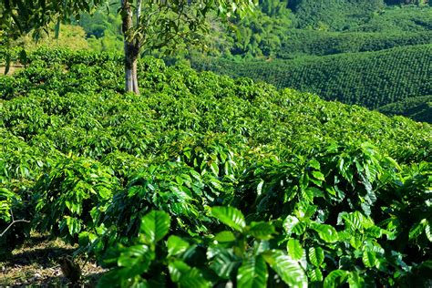 Ethiopia To Protect Its Forest Coffee An Initiative To Bring Back The