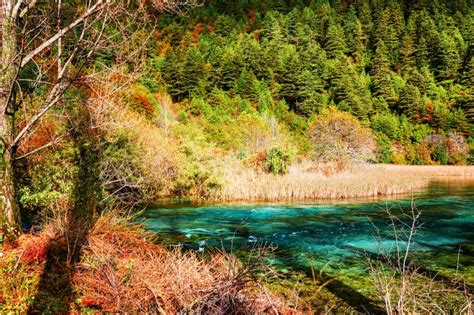 River With Azure Crystal Water Among Evergreen Woods In Autumn Stock