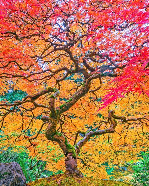 Autumn Wonder Japanese Maple Tree Mike Putnam Photography