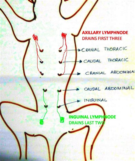 Dog Anatomy Lymph Nodes