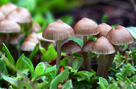 Filebaby Mushrooms Wikimedia Commons