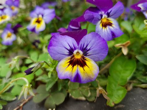 Light Purple Pansy Flower With Yellow In A Garden Stock Photo Image