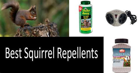 Top 7 Best Squirrel Repellents Buyers Guide 2020