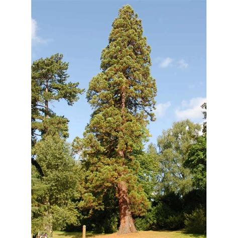 Sequoiadendron Giganteum Giant Redwood