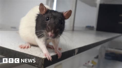 Gene Therapy Reverses Rats Paralysis Bbc News
