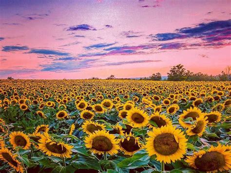 Sunflower Field Photography Sunflower At Sunset Summer Wallpaper Hd