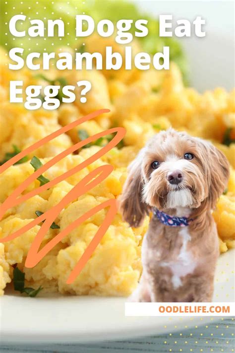 Can Dogs Eat Scrambled Eggs? (Complete Egg Guide For Canines) - Oodle Life