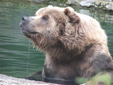 Pics from the zoo - Animals Photo (1674849) - Fanpop